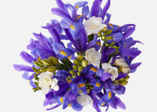 The Purple Iris image number 1